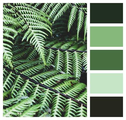 Nature Fern New Zealand Image